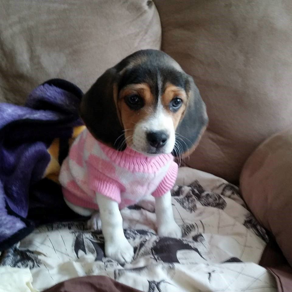 Dottie